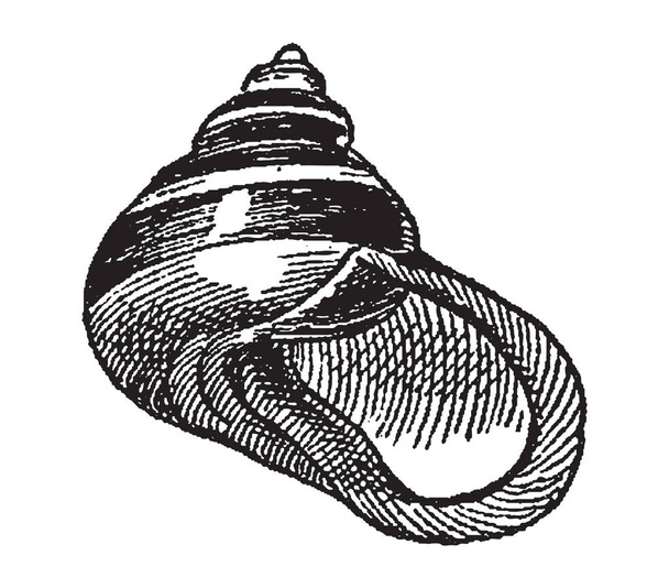 Gravura vintage de gastrópodes
 - Vetor, Imagem