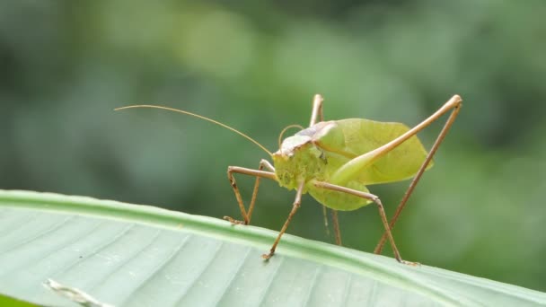 Giant grasshopper on banana leaf in tropical rain forest.  - Footage, Video