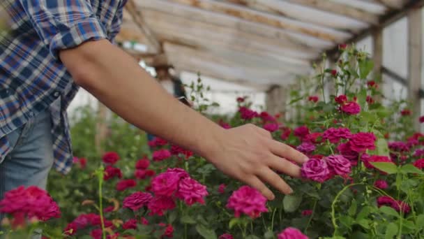 lähikuva käsi mies puutarhuri koskettaa kukkia ja tekee tietoja tutkimuksen sadon ruusuja. Kukkien kasvun tutkiminen ja analysointi
 - Materiaali, video
