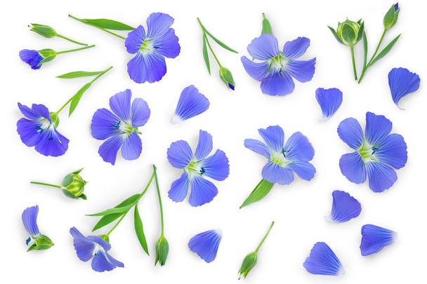 flax flowers or Linum usitatissimum on a white background with copy space for your text. Top view, flat lay - Photo, Image