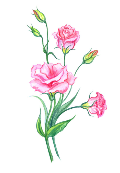 Bouquet of pink eustoma, watercolor painting on white background, isolated with clipping path. Pink lisianthus, hand drawing. - Fotografie, Obrázek