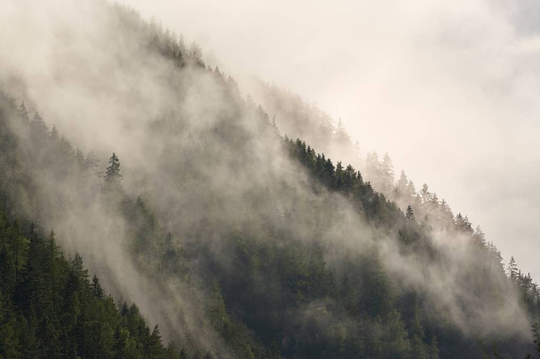 Mountain forest foggy landscape - Fotó, kép