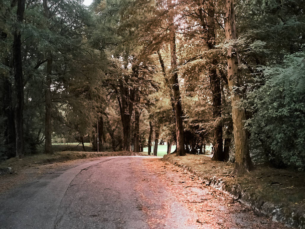Снимок парка Ламбро в Милане осенью
 - Фото, изображение