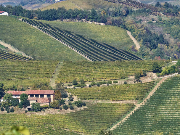 Vista do campo de Langhe no Piemonte
 - Foto, Imagem