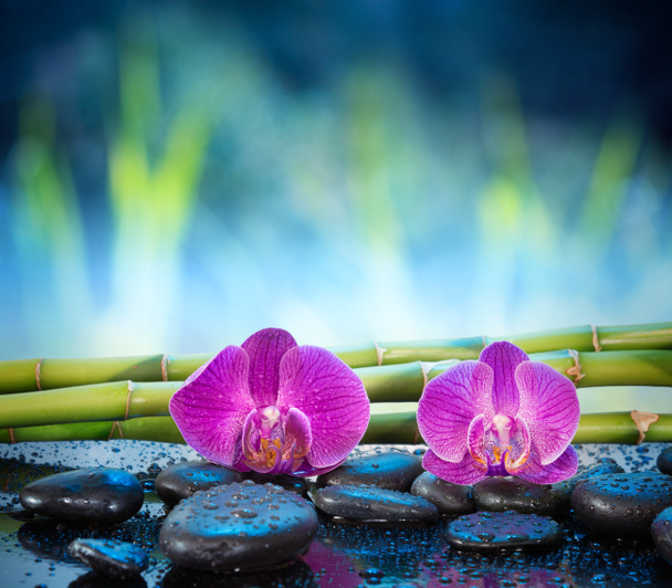 achtergrond orchideeën steen en bamboe in tuin - Foto, afbeelding