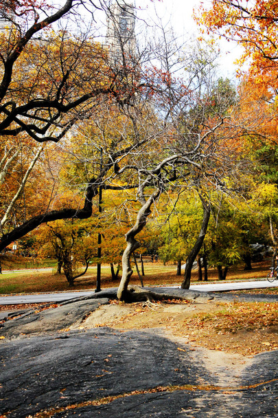 Autumn in Central Park, New York City - Zdjęcie, obraz