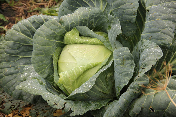 white cabbage in the garden, on the leaves of a dew drop. Autumn harvest of vegetables - Фото, изображение