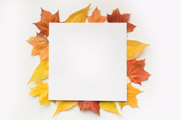 Herfst samenstelling van esdoorn bladeren en vierkant wit papier. Platte lay, bovenaanzicht - Foto, afbeelding
