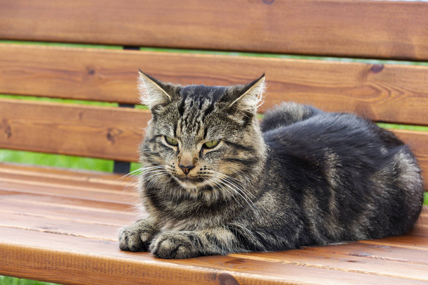 Gato puro-sangue cinzento não está sentado no banco. Retrato de um close-up de gato
 - Foto, Imagem
