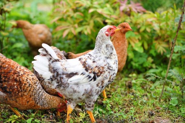 Κότες σε αγροκτήματα βιολογικής καλλιέργειας. Κοτόπουλα ελεύθερης βοσκής σε γκαζόν - Φωτογραφία, εικόνα