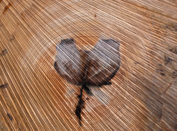 Detalle de una estructura de madera marrón con forma de flor similar a un tulipán
 - Foto, imagen