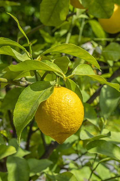 Лимонне дерево з стиглими жовтими плодами лимона, що звисають на гілці серед листя. Цитрусовий лимон в природі, сонячний фрукт лимонного дерева, вертикальний
. - Фото, зображення