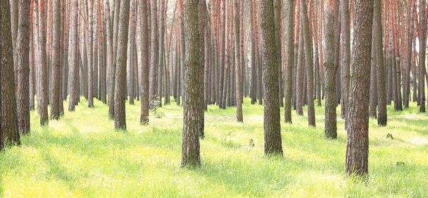 Fenyőerdő gyönyörű magas fenyőfák ellen más fenyők barna texturált fenyőkéreg nyáron napsütéses időben - Fotó, kép