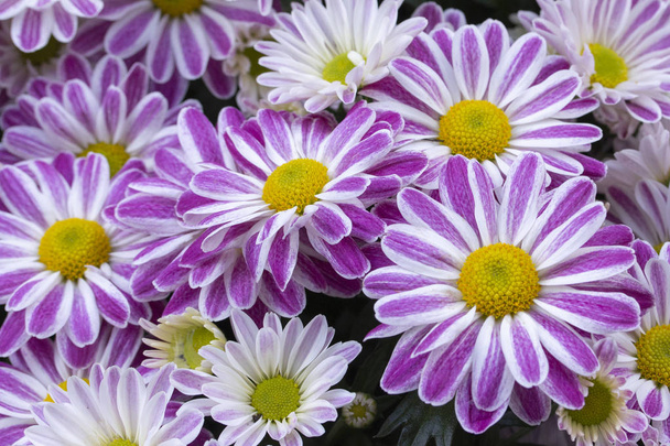Purpurweiße Chrysanthemen. Blütenstand lila lila lila weiß. Gänseblümchen Chrysanthemen, mehrjährige Gartenblumen - Foto, Bild