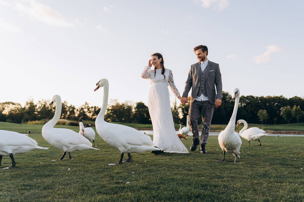 beautiful pregnant woman in white dress with handsome man walking and holding hands at green lawn next to white swans and ducks in evening - Zdjęcie, obraz