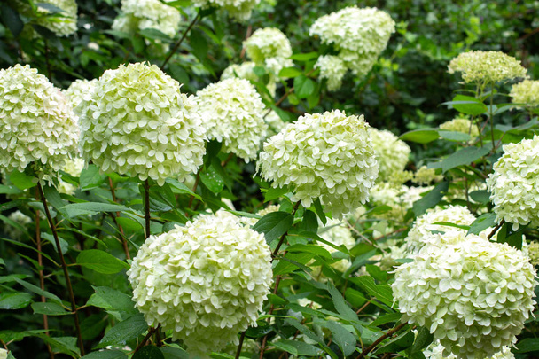 weiße Kappen blühende Hortensienbüsche, weiß grün - Foto, Bild
