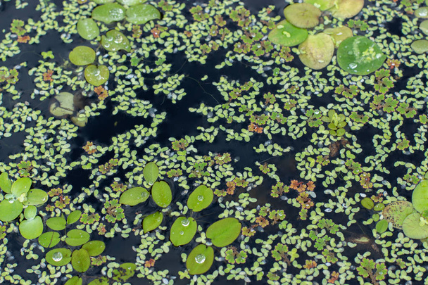 水面塗装、水植物池湖、魚用藻類食品 - 写真・画像