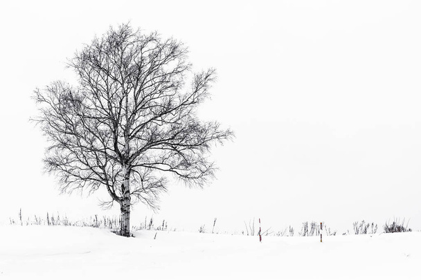 Kaunis maisema yksinäinen puu lumi talvikaudella
 - Valokuva, kuva