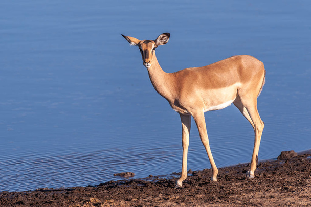 Closeup egy Impala közelében Waterhole - Fotó, kép