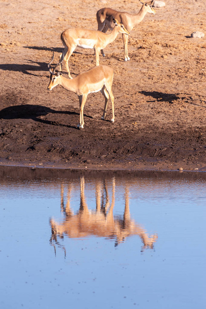 Impalas bebendo de um poço
 - Foto, Imagem