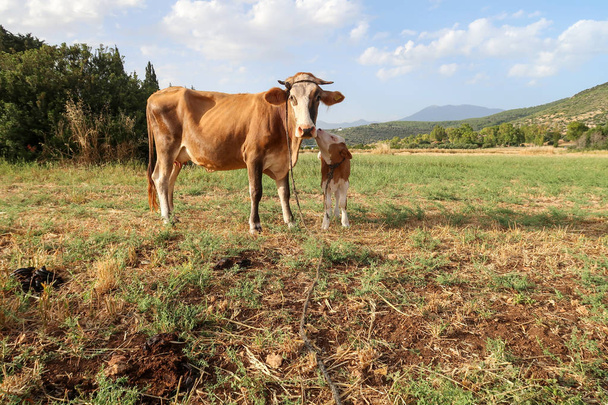 Vaca y ternera en el prado liberadas para pastar
                          - Foto, Imagen
