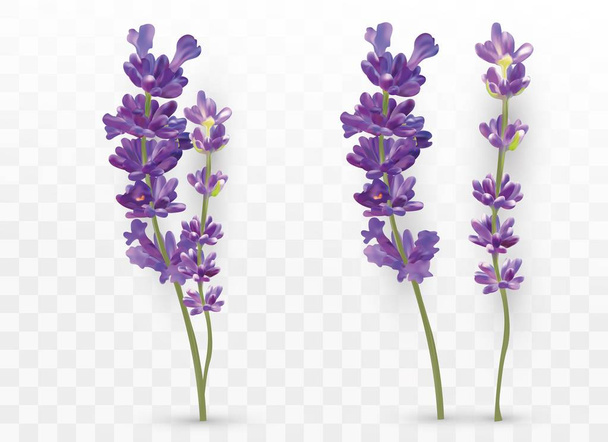 3D realistischer Lavendel isoliert auf transparentem Hintergrund. wunderschöne violette Blüten. duftender Strauß Lavendel. frische Schnittblume. Vektorillustration - Vektor, Bild