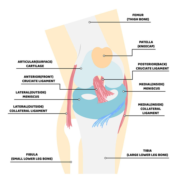 анатомія коліна і кістка, внутрішні органи частини тіла нервової системи охорона здоров'я, векторна ілюстрація мультфільм плоский характер кліп-арт
 - Вектор, зображення