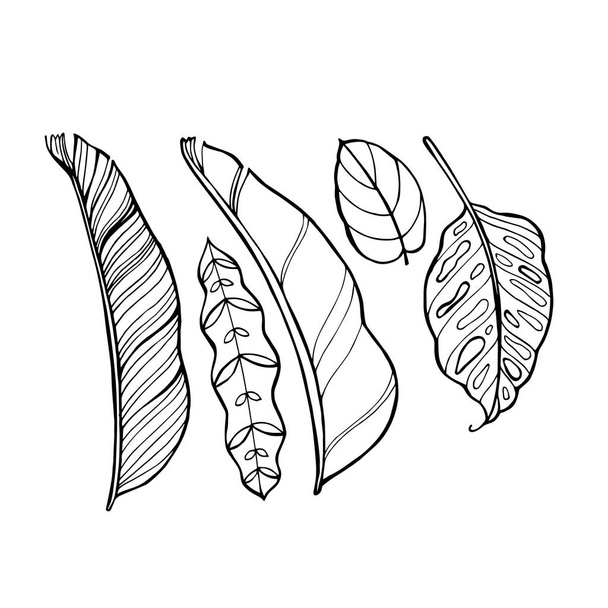 Hand drawn vector tropical leave icons. Coloring book illustration. - Vecteur, image