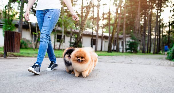 Dog walker enjoying with Pomeranian dogs in park.  - Photo, Image