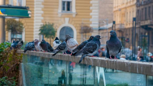 Pigeon birds standing together. Portrait of birds. Group of pige - Photo, Image