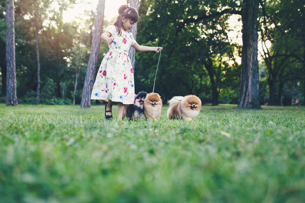 Beautiful little girl enjoying in park with her adorable Pomeranian dogs. - Photo, Image