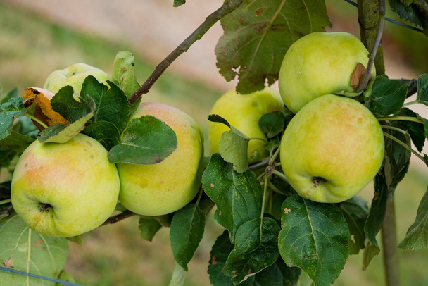 manzanas orgánicas madurando en un árbol frutal en un huerto
 - Foto, imagen