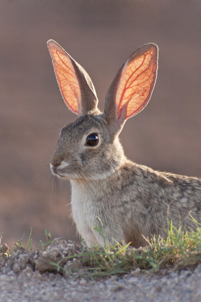 Conejo de cola de algodón
 - Foto, Imagen