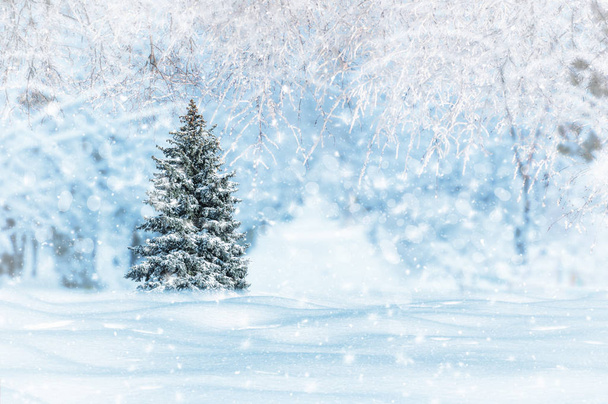 karlı bir orman arasında karla kaplı ağaç, t kış sabahı - Fotoğraf, Görsel