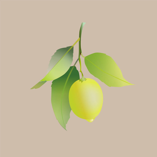 Lemon fruit with leaves isolated on beige background. Fresh citrus. Vector illustration. - Vektori, kuva