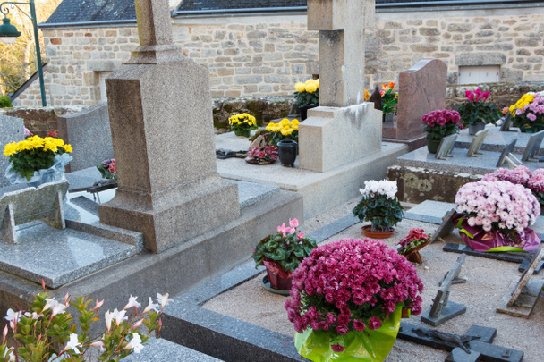 Cmentarz z roślin chryzantemy na nagrobki - Zdjęcie, obraz