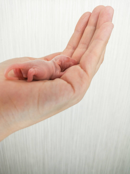 Une souris nouveau-née repose sur une main humaine. Rongeur chauve décoratif gros plan
. - Photo, image