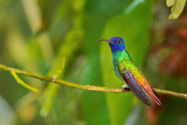 Goudstaart saffier-Chrysuronia Oenone, mooie gekleurde kolibrie van Andes hellingen van Zuid-Amerika, wilde Sumaco, Ecuador. - Foto, afbeelding