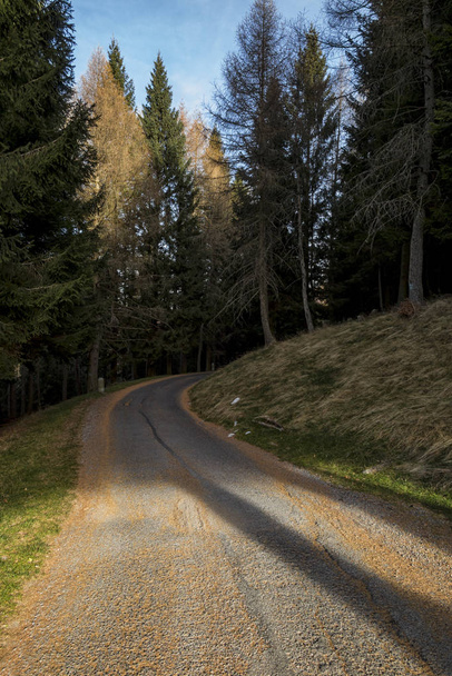 дорога в оточенні зелених дерев на сонячному світлі
 - Фото, зображення
