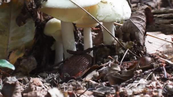 Slug near fungi, slug, family Arionidae, Gasteropoda, Pulmonata, undergrowth, Erba, Lecco, Italy, eyes
,  - Кадры, видео