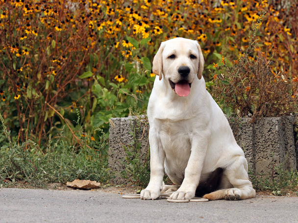 the cute sweet yellow labrador in the park - Photo, Image