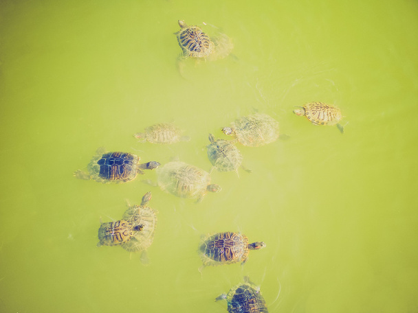 αναδρομικό βλέμμα χελώνα - Φωτογραφία, εικόνα