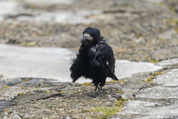 Rook (corvus frugilegus) nel porto di Howth
. - Foto, immagini