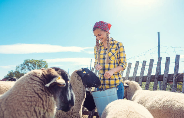 Bäuerin füttert ihre Schafe auf dem Hof - Foto, Bild