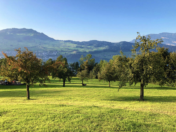 junge Bio-Streuobstwiesen und grüne Schweizer Weiden an den Hängen des Boochserhorns und am Vierwaldstätersee, Boxen - Schweiz - Foto, Bild