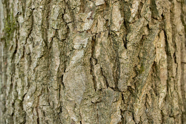 Aspen tree bark ash, texture background close-up. Brown old tree bark with numerous furrows - Photo, Image