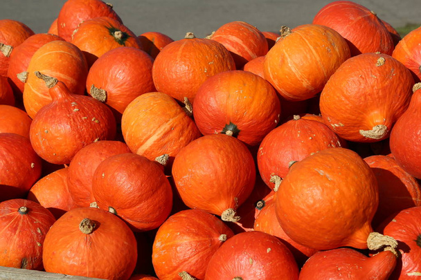 Zucche biologiche fresche e sane sul mercato agricolo agricolo in autunno - Foto, immagini