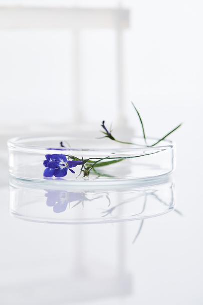 campione vegetale su vetro su superficie bianca
 - Foto, immagini