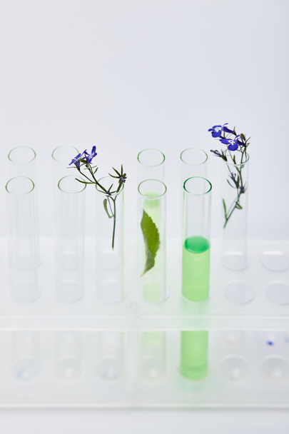 szklane probówki z cieczą w pobliżu roślin odizolowanych na biało - Zdjęcie, obraz