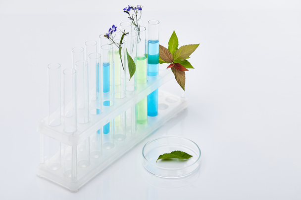 glass test tubes with liquid near plants on white table - Φωτογραφία, εικόνα